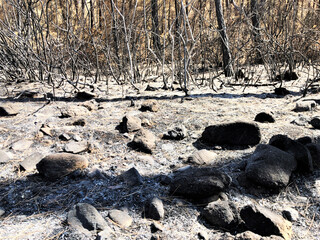 forest fire