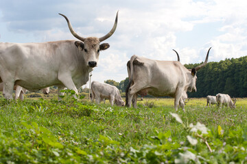 Hungarian Grey. Domesticated cattle breed. Ancient breed of domestic beef cattle indigenous to Hungary. 
