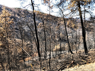 forest fire