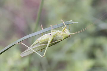 Tettigonia viridissima Great green bush-cricket insect of good size of green color female with the ovipositor at the end of the abdomen perched on a grass green unfocused background