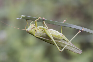 Tettigonia viridissima Great green bush-cricket insect of good size of green color female with the ovipositor at the end of the abdomen perched on a grass green unfocused background