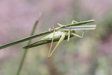 Tettigonia viridissima Great green bush-cricket insect of good size of green color female with the ovipositor at the end of the abdomen perched on a grass green unfocused background
