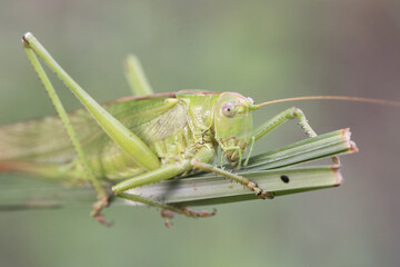 Tettigonia viridissima Great green bush-cricket insect of good size of green color female with the ovipositor at the end of the abdomen perched on a grass green unfocused background