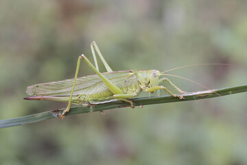 Tettigonia viridissima Great green bush-cricket insect of good size of green color female with the ovipositor at the end of the abdomen perched on a grass green unfocused background