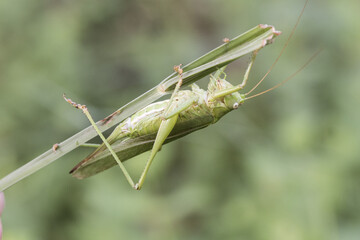 Tettigonia viridissima Great green bush-cricket insect of good size of green color female with the ovipositor at the end of the abdomen perched on a grass green unfocused background