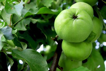 Green apples ripening on a tree branch in the garden, close-up. Organic farm, farming and harvesting concept.
