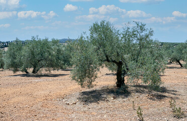 Fototapeta na wymiar Andalusian olive trees