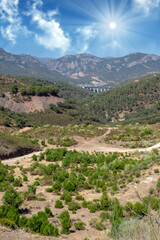 Naklejka premium Trees in the forest