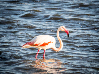 flamingo, parco del molentargius, molentargius, sardegna
