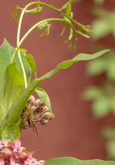 Asclépiade avec chenille monarque