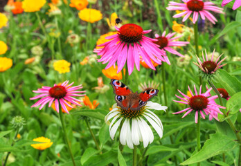 Fototapeta premium Pfauenauge - Aglais io - auf rotem Scheinsonnenhut - Echinacea purpurea