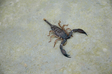 closeup the brown black scorpion over out of focus grey brown background.