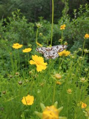 yellow flowers in the garden