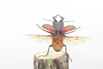 ノコギリクワガタの飛翔　白背景 (Prosopocoilus inclinatus)