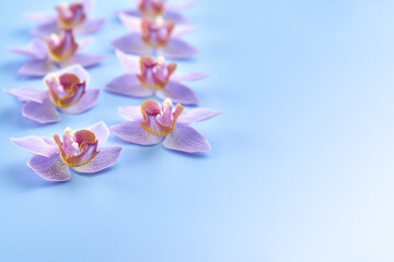 Naklejka na ściany i meble Purple orchid flowers on a blue background.