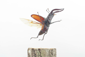 ノコギリクワガタの飛翔　白背景 (Prosopocoilus inclinatus)