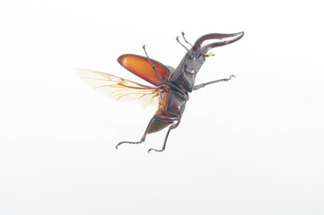 ノコギリクワガタの飛翔　白背景 (Prosopocoilus inclinatus)