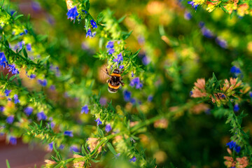 A bee on purple flowers
