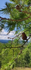bird on a tree