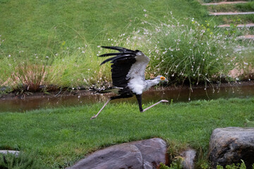 Rennender Sekret&auml;r Vogel