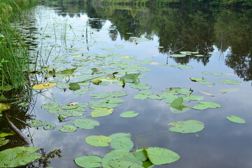 Lake in the forest, algae on the water