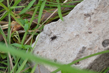 spider on a rock