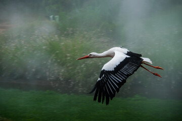 Storchenflug