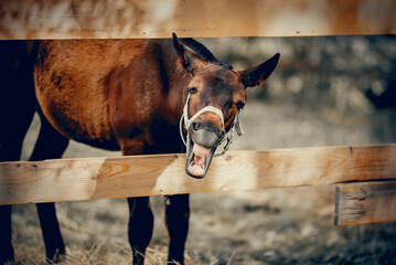 A funny foal of a sports horse walks in levada. The foal in a halter. Portrait of a brown colt.