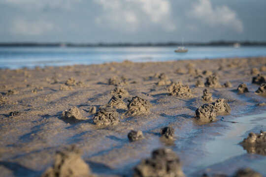 Watt worm heaps with low tide on the sandy beach