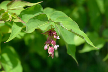 Himalayan honeysuckle