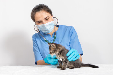 Coronavirus and pneumonia in a cat. The veterinarian examines the heart and lungs of the kitten...