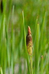 Shuttleworths Cattail