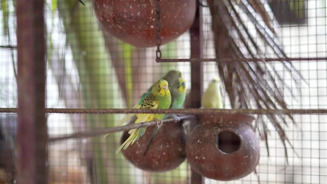 4k video of  playing Budgie love birds in a birds cage.
