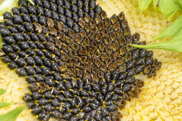 The sunflower is pecked out by wild birds, close up. Growing season, garden pests