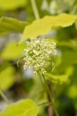 Smooth hydrangea Annabelle