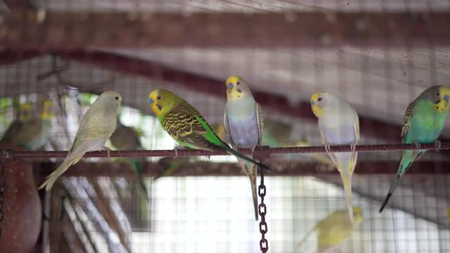 4K video of swinging budgie love birds in a birds cage