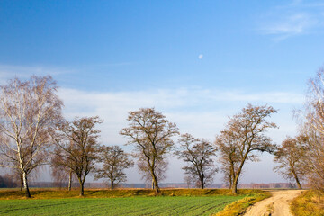 Obraz premium Autumn trees