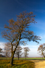 Obraz premium Autumn tree