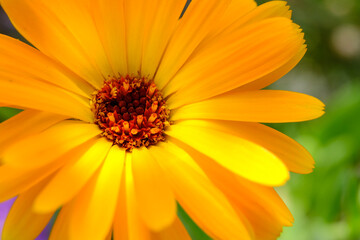 Gelbe Blume mit Blüte