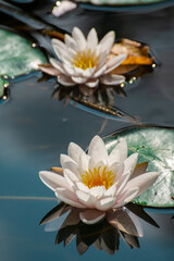 Waterlilies reflecting in  a lake  in Bistrita,Romania, august 2021