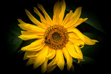 Sonnenblumen mit Insekt