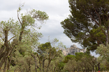 provence,sud,france,paysage,arbres,végétation,tourisme,voyage,découverte,nature,montagne