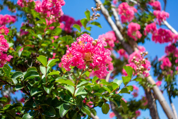 pink flowers in the garden