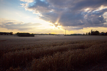Summer evening fields UK