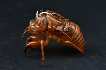 アブラゼミの抜け殻