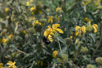 Ecosystem garden. Closeup view of a black bumblebee pollinating a Phlomis fruticosa, also known as...