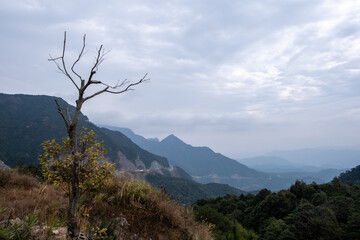 Obraz premium Individual trees stand out in the forest