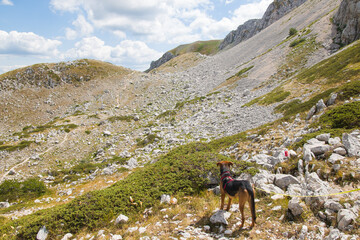 Fototapeta na wymiar Dog trekking in the mount Terminillo during summer day of august, Lazio, Italy