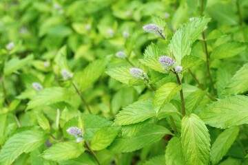 Fresh green mint herb growing in the garden