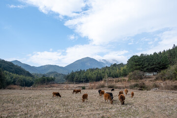 Fototapeta premium Under the high mountains, in the autumn fields, a group of cattle are eating grass